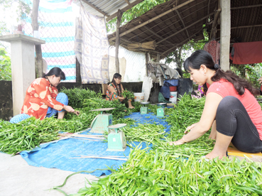 Khấm khá nhờ trồng rau ngổ