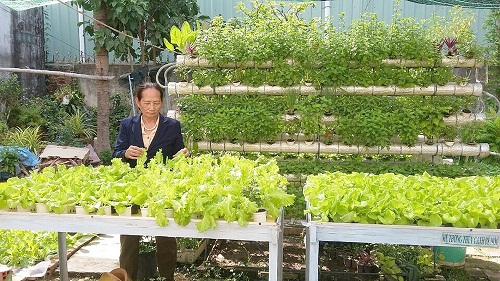 Hợp tác trồng rau sạch