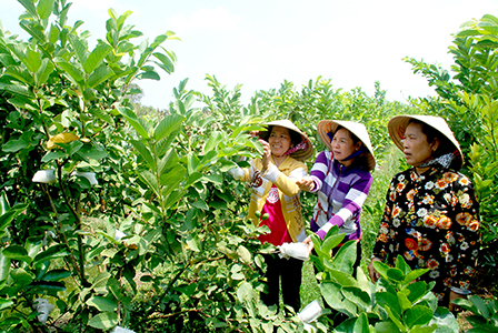 Quyết chí thoát nghèo