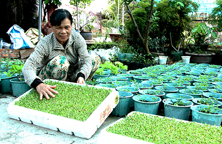 Hội LHPN phường Trà An, quận Bình Thủy Tích cực vận động hội viên trồn...