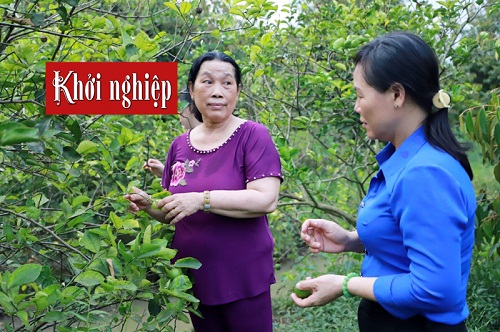 Nữ Đảng viên giúp chị em làm giàu nhờ cây chanh không hạt