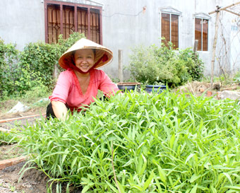 Hội Liên hiệp Phụ nữ phường An Bình: Vận động hội viên trồng rau sạch ...