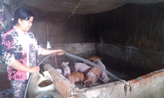 Giảm nghèo nhờ vốn vay Ngân hàng Chính sách Xã hội