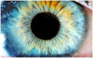 Liệu pháp gien tác động đến mắt lẫn não giúp phục hồi thị giác